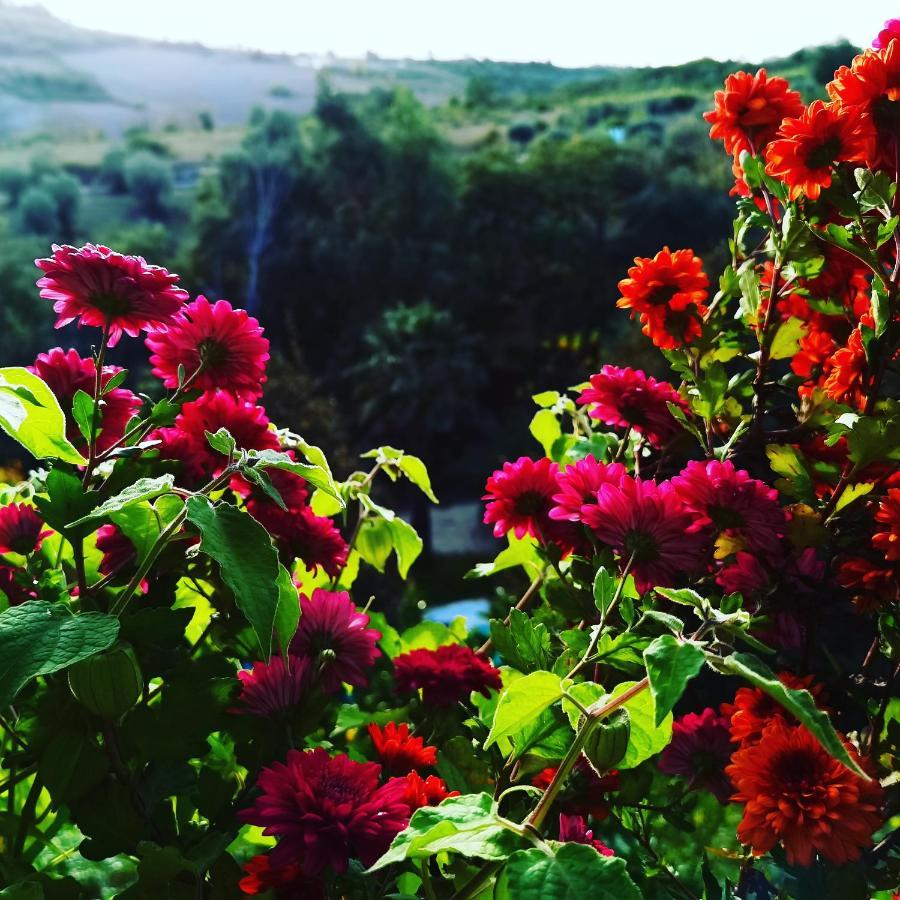 Quinta Do Vale Encantado "The Valley" - Santarem - Portugal Calhariz ภายนอก รูปภาพ