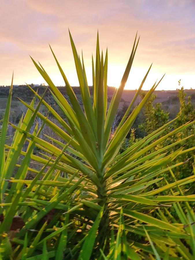 Quinta Do Vale Encantado "The Valley" - Santarem - Portugal Calhariz ภายนอก รูปภาพ